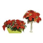 Velvet Poinsettia with Wooden Pot 13"(L)x10"(W)x8"(H)<br>12" Velvet Poin. Bush x 5